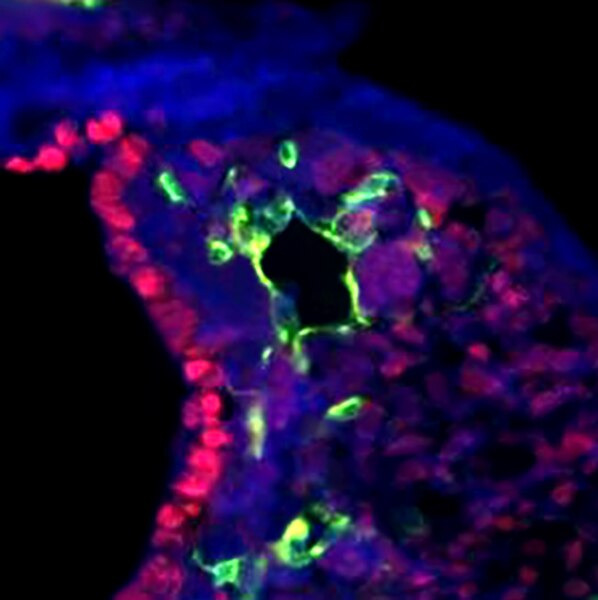 Fluorescent microscope image of an embryonic mouse section through the fourth pharyngeal arch artery. Ectoderm and neural crest cells are labeled with DSHB antibody 3B5 (red). PMID: 15996652, Fig. 5E
